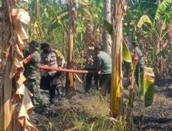 Gerak Cepat Polisi dan TNI Bersama Tim Damkar Padamkan Kebakaran Lahan di Tayu Pati