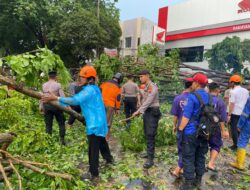 Halangi Jalan, Polres Sukoharjo Gerak Cepat Evakuasi Pohon Tumbang