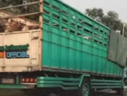 KRONOLOGI Kecelakaan di Tol Semarang, Truk Muat Sapi Tabrak Innova hingga Mobil Jasa Marga