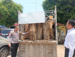 Polres Batang sita 65 batang kayu jati ilegal dari hutan Perhutani