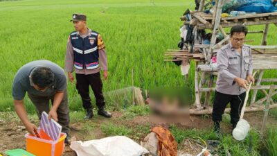 Polsek Margorejo Olah TKP Penemuan ODGJ Meninggal Dunia Kesetrum Listrik di Sawah