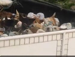 Soal Isu Dugaan Jagal Anjing di Sragen, Kapolda Jateng: Telusuri Modusnya Dulu
