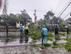 Singkirkan Pohon Tumbang, Petugas Gabungan di Batang Bergerak Cepat