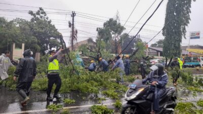 Petugas Gabungan Bergerak Cepat Singkirkan Pohon Tumbang