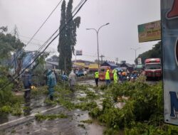 Gerak Cepat Petugas Gabungan di Batang Evakuasi Pohon Tumbang