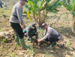 Forkopimcam Tambakromo Terlibat Aktif dalam Karya Bakti Penanaman Pohon dan Buah-buahan