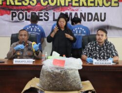 Kasus Perdagangan Ilegal Diungkap Polres Lamandau, 223 Kg Sisik Trenggiling Diamankan