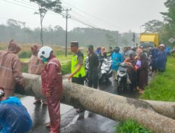 Evakuasi Pohon Tumbang Halangi Jalan, Personil Polsek Bandar Dibantu Warga