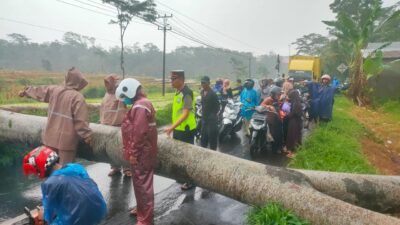 Evakuasi Pohon Tumbang Halangi Jalan, Personil Polsek Bandar Dibantu Warga