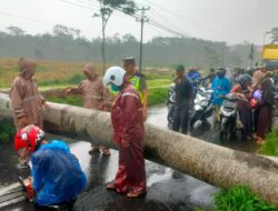 Warga Bantu Personil Polsek Bandar Evakuasi Pohon Tumbang Ditengah Jalan