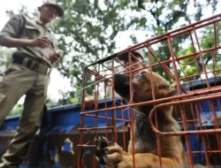 Polrestabes Semarang Gagalkan Pengiriman 226 Anjing dari Subang ke Solo Yang Akan Dijagal