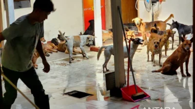 Polrestabes Semarang upayakan perawatan lanjutan ratusan anjing