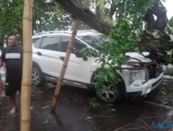 Hujan Angin di Sejumlah Wilayah Sukoharjo Tumbangkan Pohon