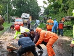 Hujan Disertai Angin Kencang, 31 Titik Lokasi Pohon Tumbang Terjadi di Karanganyar