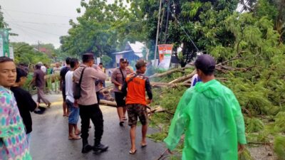 Respon Cepat Polresta Pati, Evakuasi Pohon Tumbang Melintang di Jalan Sukolilo – Prawoto Pati
