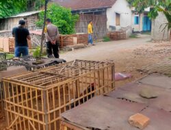 Diduga Jadi Lokasi Sabung Ayam di Trangkil, Polsek Wedarijaksa Datangi Lokasi