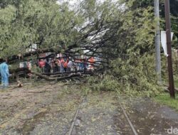 32 Pohon Tumbang dan Stan Bazar Ambruk Akibat Hujan-Angin Kencang di Solo