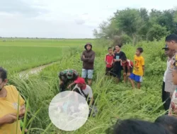 Semarang Geger, Penemuan Mayat Perempuan Tertelungkup di Saluran Irigasi Sawah