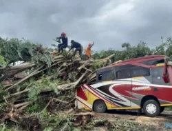 Pohon Tumbang Timpa Minibus di Wonogiri, 2 Pelajar Terluka