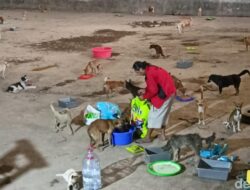 Ratusan Anjing yang Diangkut Truk di Semarang, Begini Kondisinya