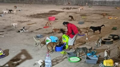 Ratusan Anjing yang Diangkut Truk di Semarang, Begini Kondisinya
