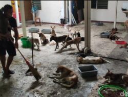 Polisi Bakal Pulangkan Ratusan Anjing Terikat Truk di Semarang ke Jabar