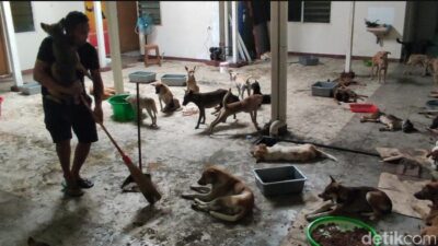Polisi Bakal Pulangkan Ratusan Anjing Terikat Truk di Semarang ke Jabar
