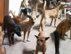 Polda Jawa Tengah Selidiki Warung Sate, Buru Penadah Daging Anjing Ilegal
