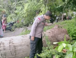 Tertimpa Pohon Randu, Bocah SD di Pancur Rembang Tewas