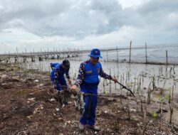 Kondisi Terjaga Baik: Tanaman Mangrove dan Cemara Laut di Pantai Bulumanis Kidul
