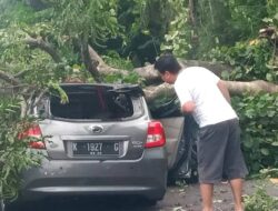 Pohon Tumbang Timpa Mobil di Tanah Putih Semarang, Sopir Sempat Terjepit