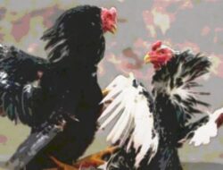 Grebek Judi Sabung Ayam di Wonosari, Sat Reskrim Polres Kendal Amankan Dua Pelaku