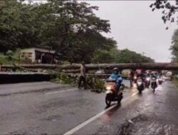 Mengakibatkan Macet, Pohon Jati Tumbang Menutup Jalan Pantura Batang