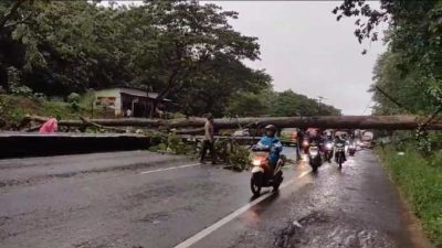 Mengakibatkan Macet, Pohon Jati Tumbang Menutup Jalan Pantura Batang