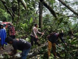 Pohon Tumbang Sempat Tutup Akses Jalan Jalur Provinsi Pekalongan-Banjarnegara