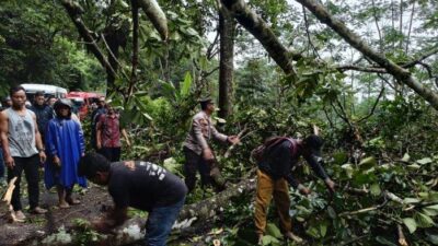 Pohon Tumbang Tutup Akses Jalan Provinsi Pekalongan-Banjarnegara