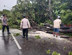 Macet Total di Jalur Pantura Pati-Kudus Akibat Pohon Tumbang, BPBD dan Polisi Beraksi