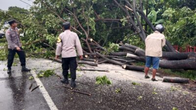 Macet Total di Jalur Pantura Pati-Kudus Akibat Pohon Tumbang, BPBD dan Polisi Beraksi