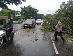 Pati Berduka, Pohon Raksasa Tumbang di Pinggir Jalan Pantura Menyebabkan Kecelakaan