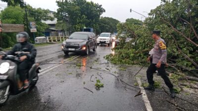Cuaca Buruk Sebabkan Kecelakaan Lalu Lintas: Pohon Tumbang Hambat Arus Kendaraan di Pati