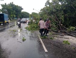 Hujan Deras dan Angin Kencang Timbulkan Kecelakaan, Pohon Tumbang di Jalur Pantura Pati-Kudus