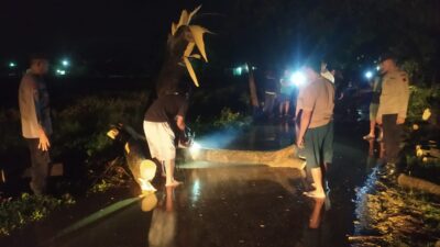 Kapolresta Pati Apresiasi Kerjasama Polsek Margorejo, Relawan BPBD, dan PLN dalam Evakuasi Pohon Tumbang