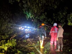 Pohon Tumbang di Jalan Pantura Pati, TNI Polri dan Para Relawan Gotongroyong Evakuasi