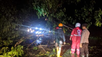 Pohon Tumbang di Jalan Pantura Pati, TNI Polri dan Para Relawan Gotongroyong Evakuasi