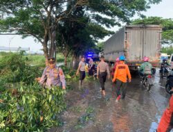 Pohon Tumbang di Jalur Pantura Pati-Juwana Akibat Hujan Deras, Arus Lalulintas Macet