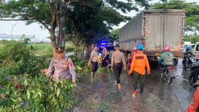 Pohon Tumbang di Jalur Pantura Pati-Juwana Akibat Hujan Deras, Arus Lalulintas Macet
