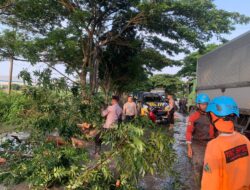 Kapolresta Pati Imbau Warga Waspada: Hujan Deras Bisa Sebabkan Pohon Tumbang di Sekitar Jalur Pantura