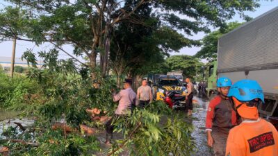 Respons Cepat Cegah Kemacetan, Polisi Evakuasi Pohon Tumbang Menutup Jalan Pantura Pati – Juwana