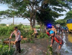 Evakuasi Pohon Tumbang: Petugas Polisi Bersama Warga dan BPBD Pati Turun ke Lokasi