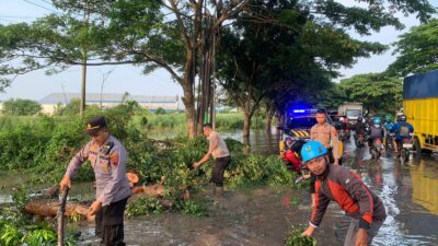 Evakuasi Pohon Tumbang: Petugas Polisi Bersama Warga dan BPBD Pati Turun ke Lokasi